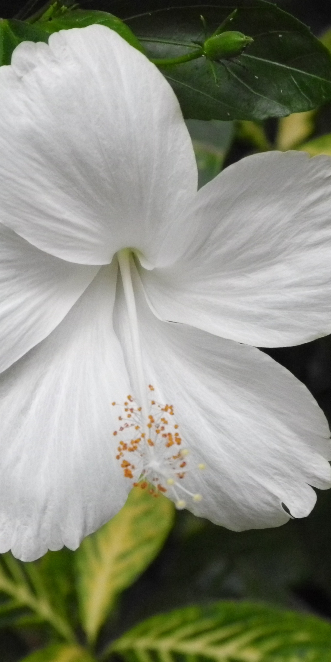 White hibiscus, flowers, bloom, close up, 1080x2160 wallpaper