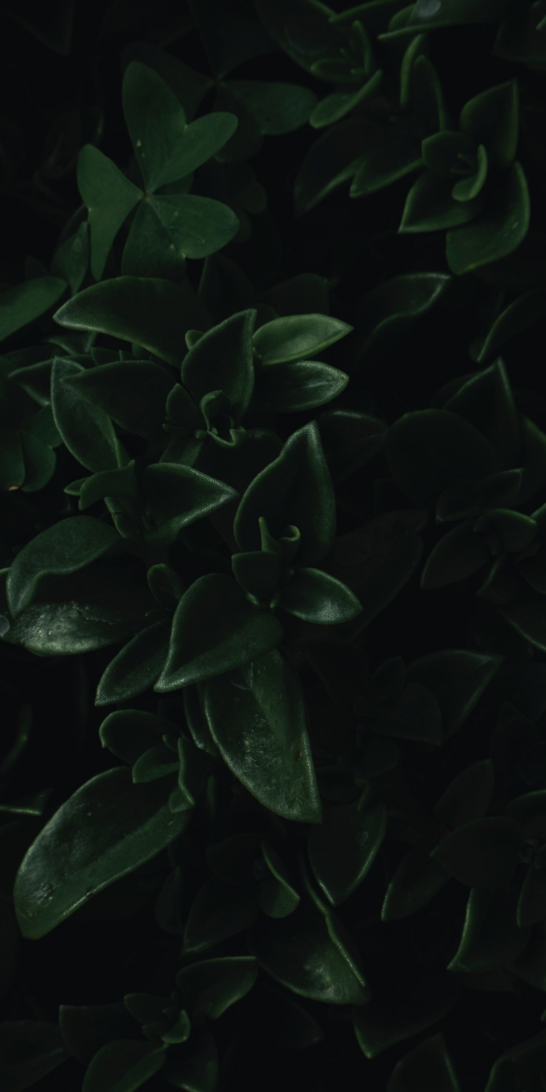 Green leaves, close up, dark, portrait, 1080x2160 wallpaper