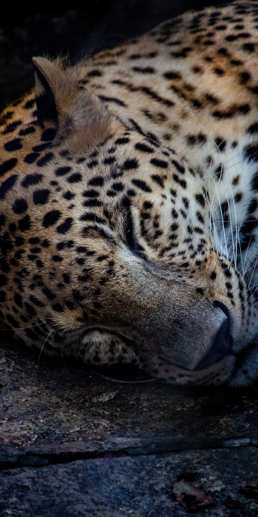 Relaxed, leopard, predator's muzzle, 1080x2160 wallpaper