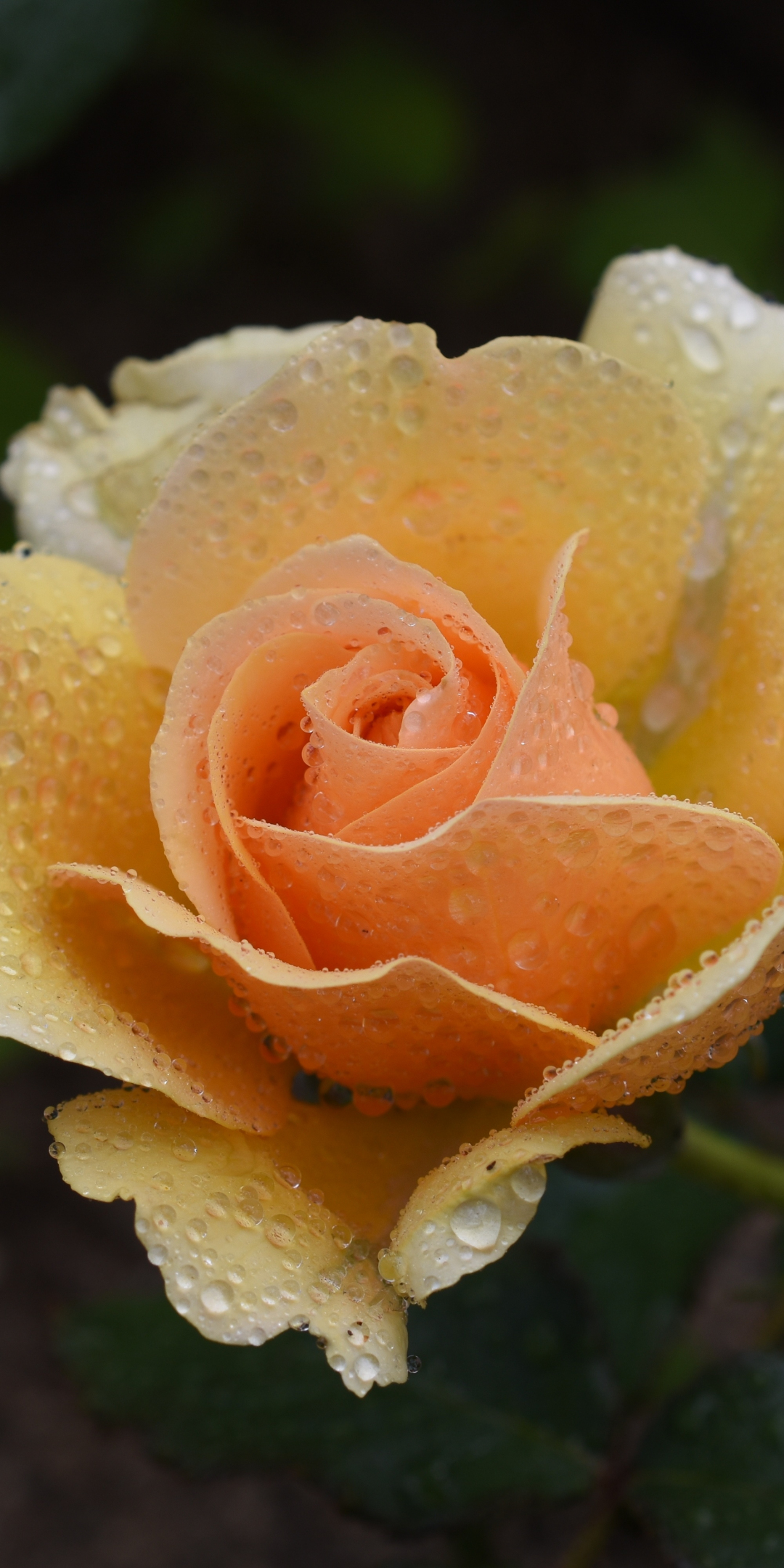 Orange rose, bloom, drops, 1080x2160 wallpaper