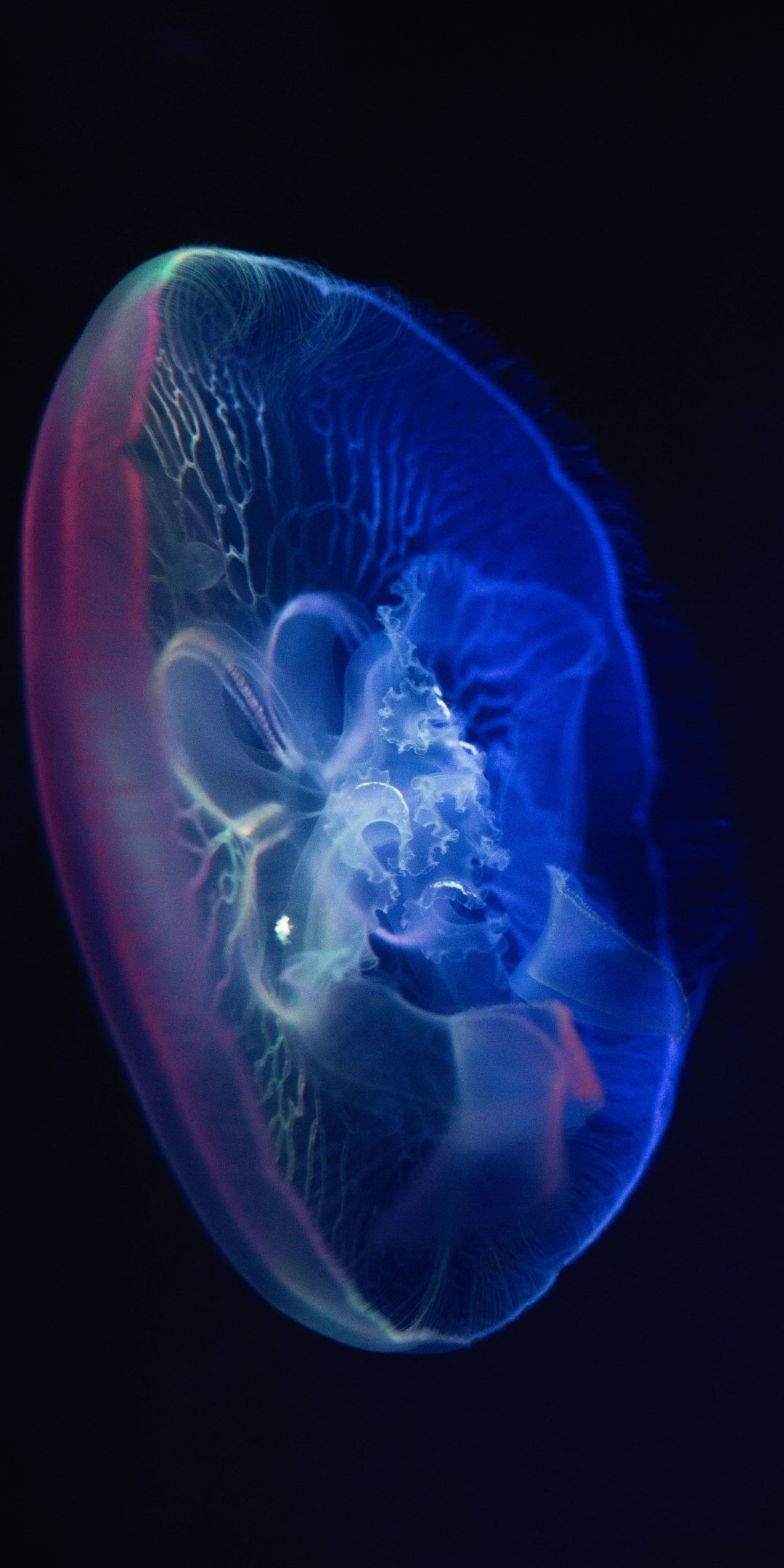 Jellyfish, glow, close up, transparent, 1080x2160 wallpaper
