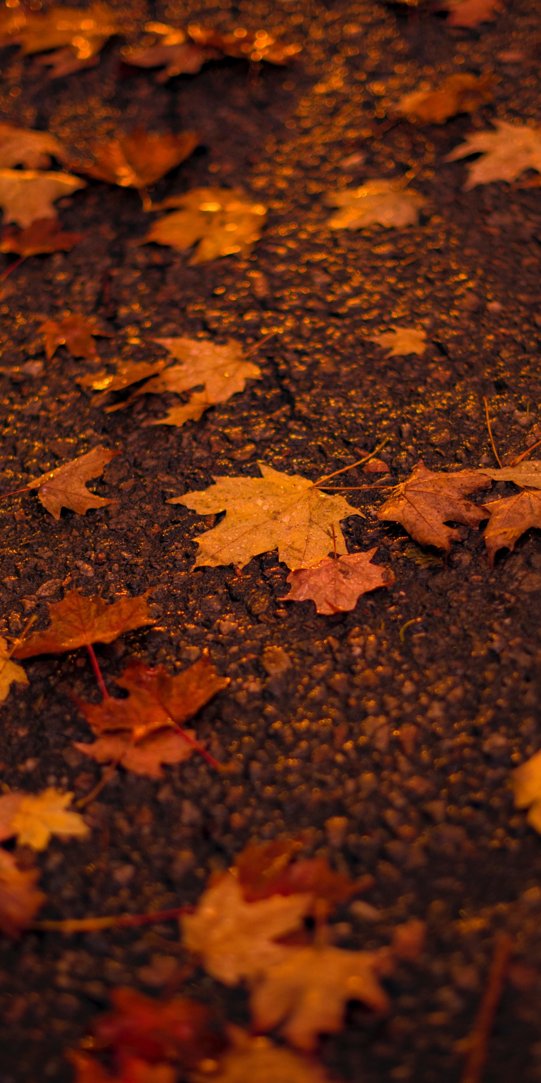 Autumn, orange, maple leaf, 1080x2160 wallpaper