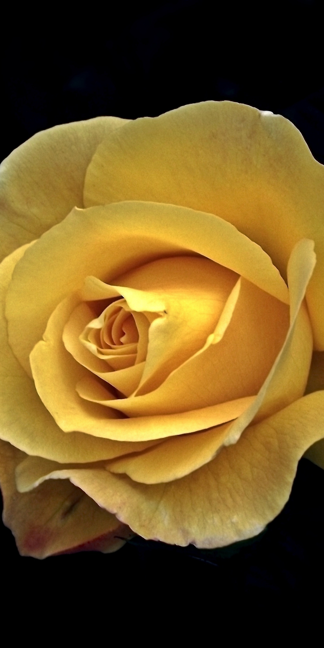 Yellow rose, flower, portrait, 1080x2160 wallpaper