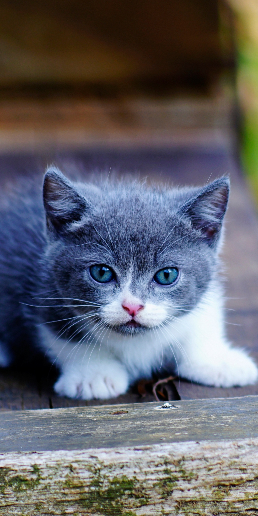 Cute, kitten, blue eyes, adorable, 1080x2160 wallpaper