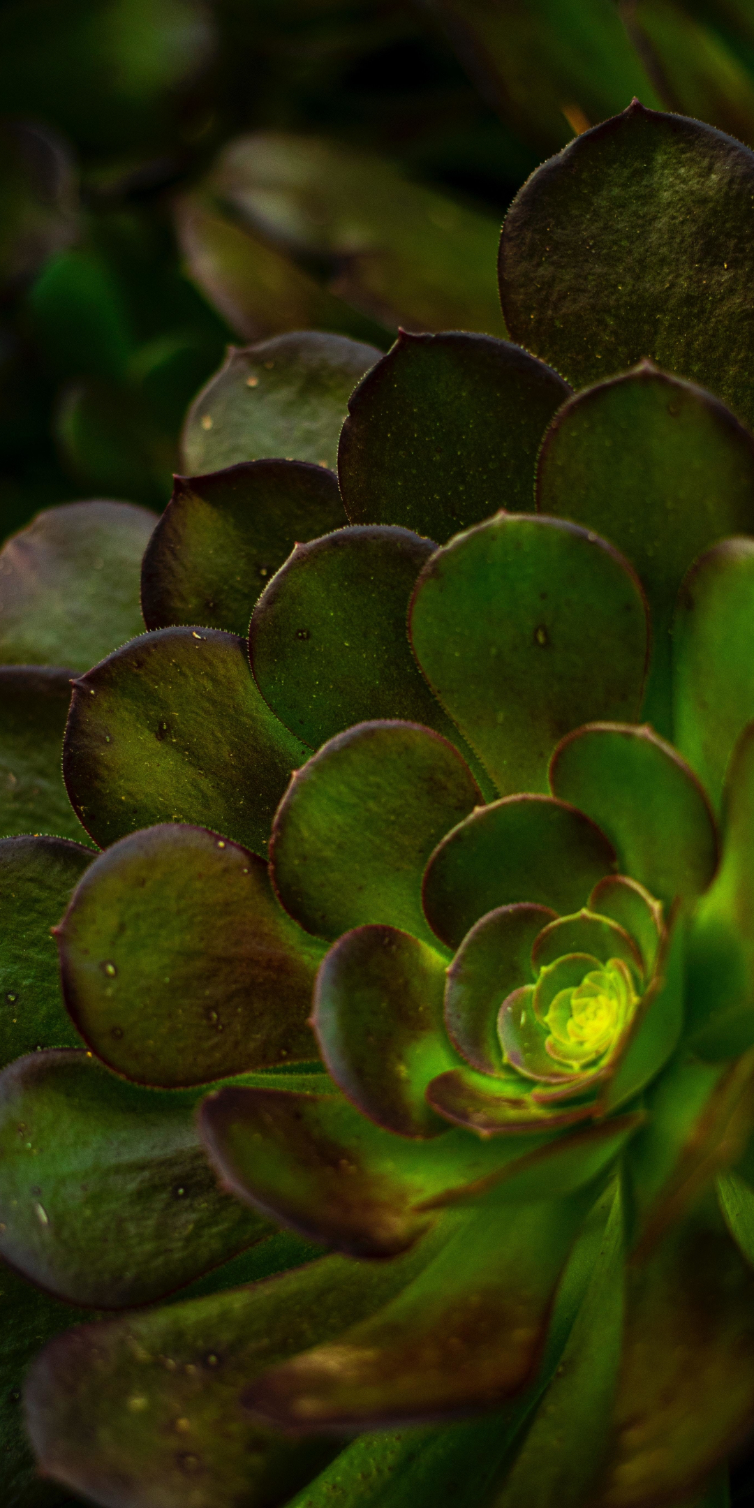 Succulent plant, close up, 1080x2160 wallpaper