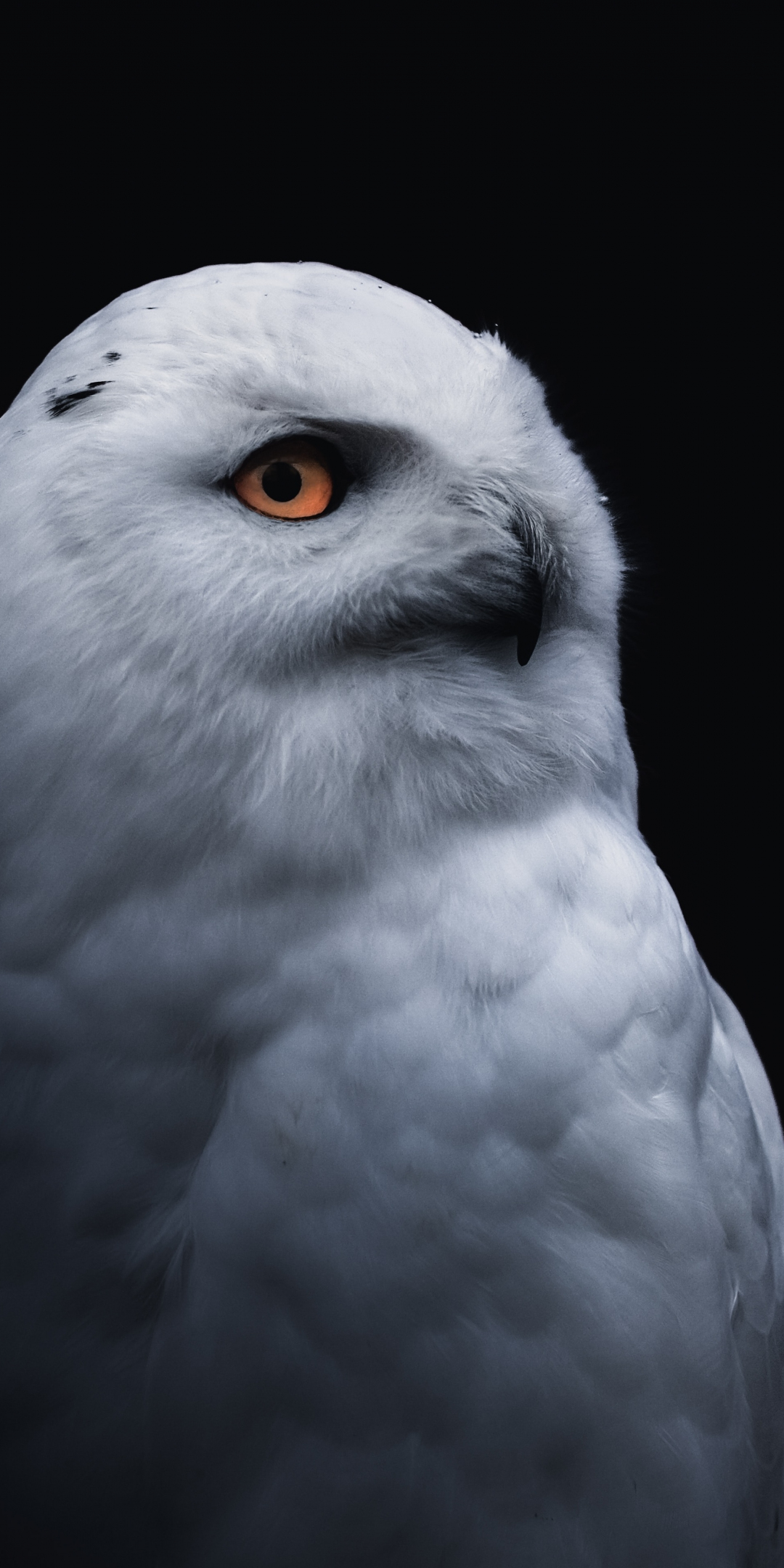 Yellow eye bird, white owl, 1080x2160 wallpaper