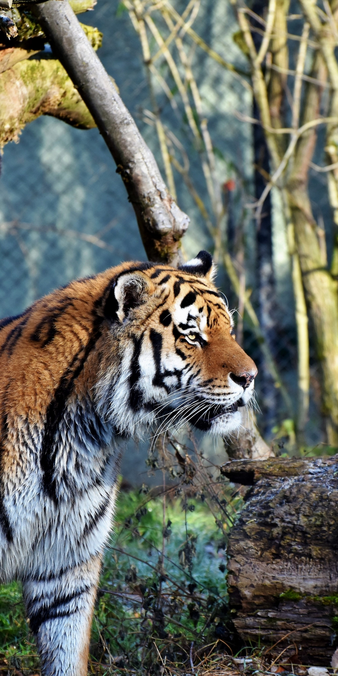 Young tiger, predator, animal, curious, 1080x2160 wallpaper