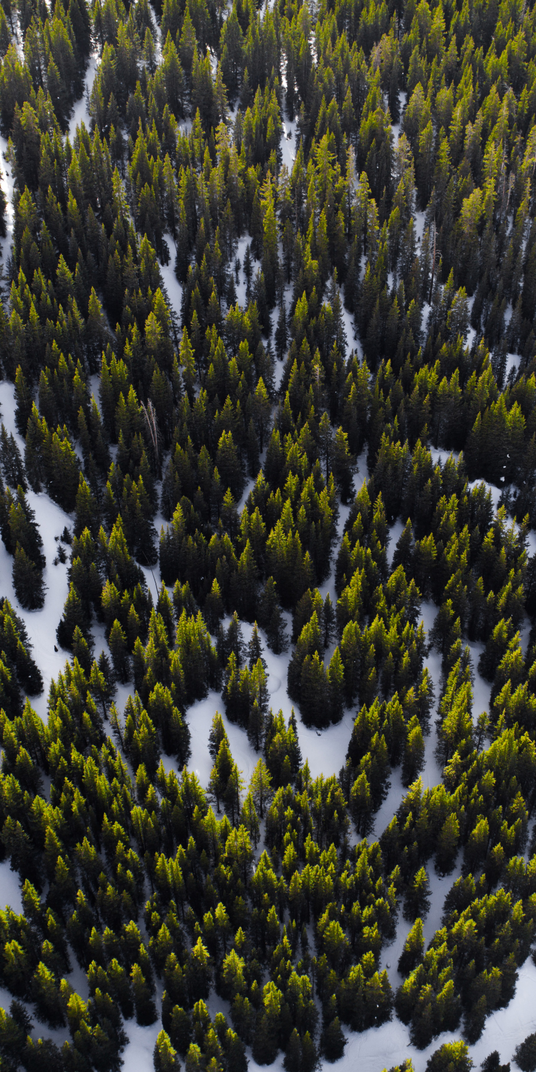 Trees, aerial view, forest, nature, 1080x2160 wallpaper