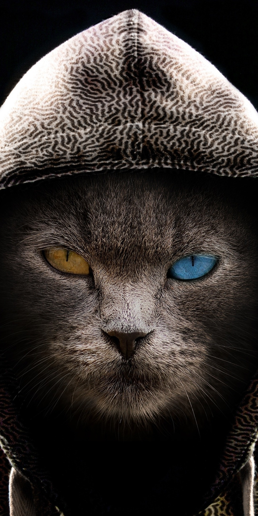 Cat in hood, colored eyes, 1080x2160 wallpaper