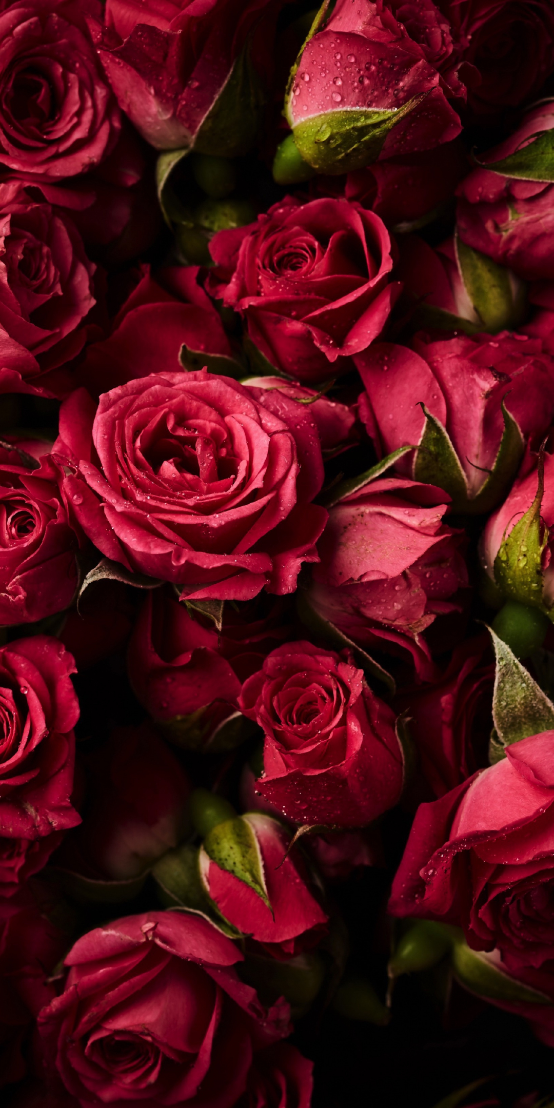 Pink roses, buds, flowers, 1080x2160 wallpaper