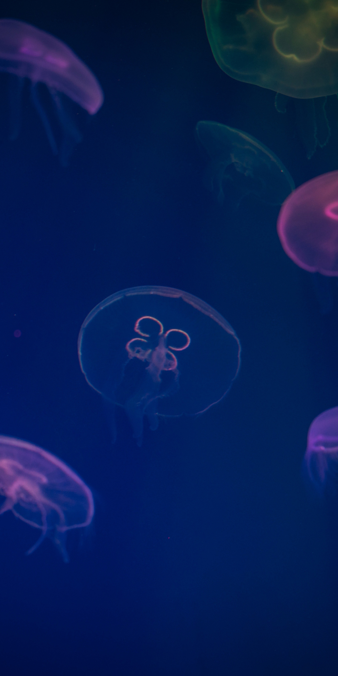 Jellyfish, animals, underwater, digital art, colorful, 1080x2160 wallpaper