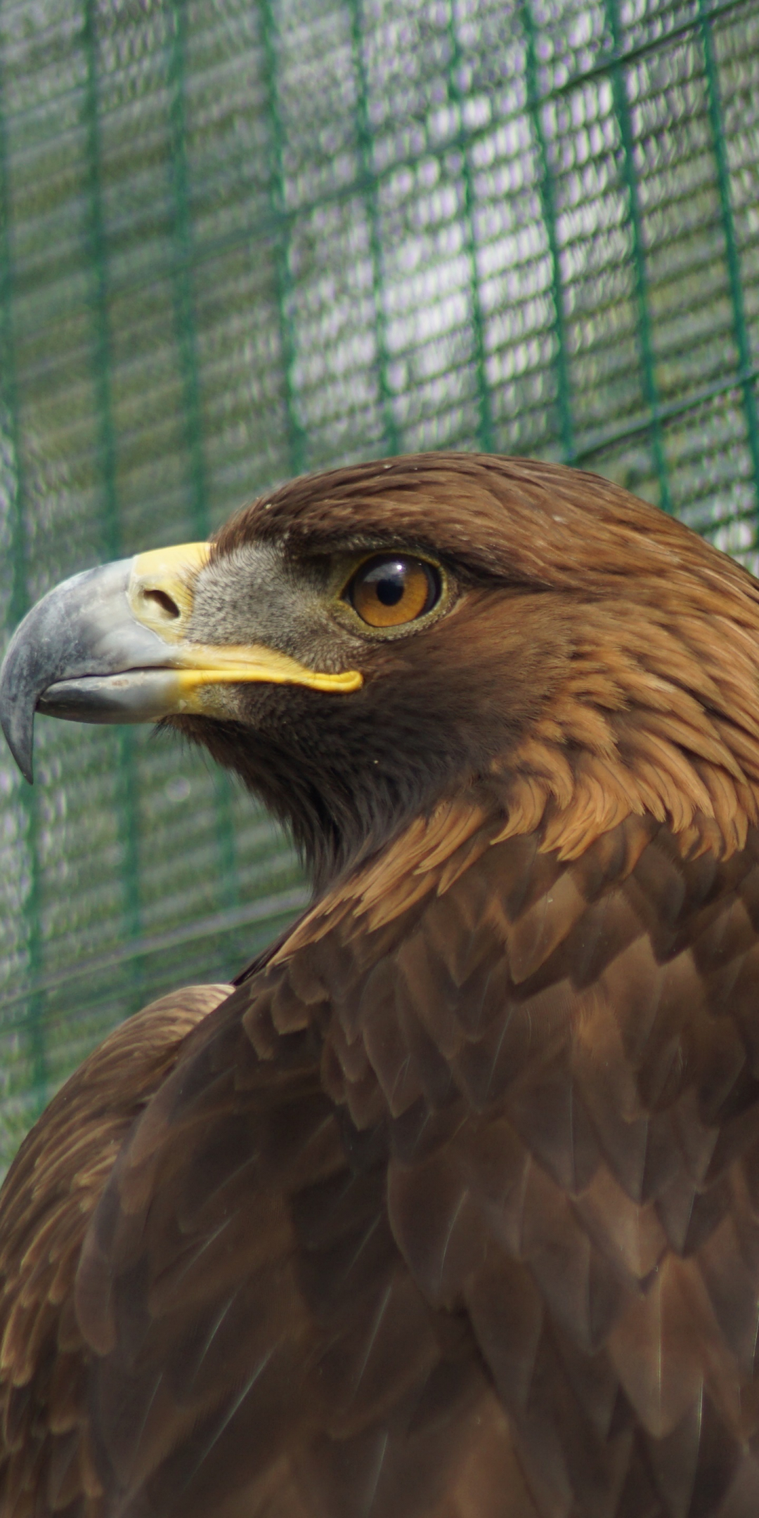 Predator, Golden Eagle, 1080x2160 wallpaper