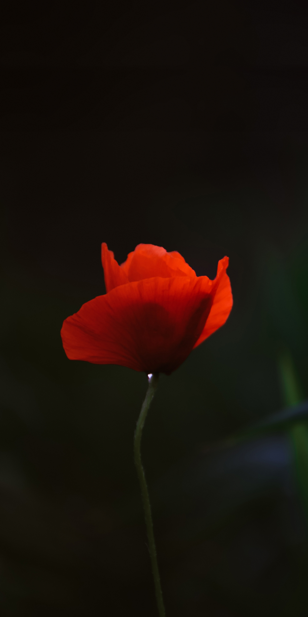 Red poppy, portrait, 1080x2160 wallpaper