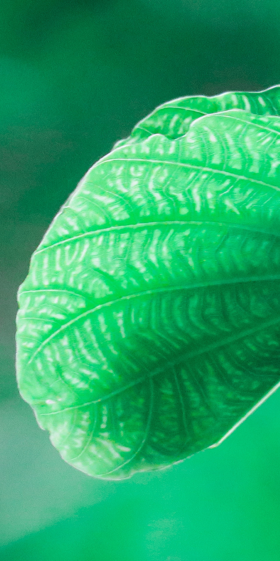 Close up, green leaf, blur, 1080x2160 wallpaper