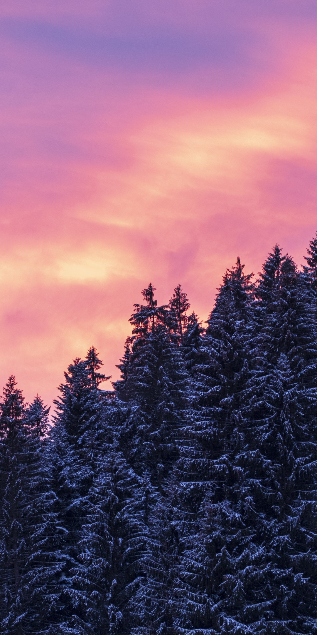 Afterglow, sunset, trees, winter, 1080x2160 wallpaper