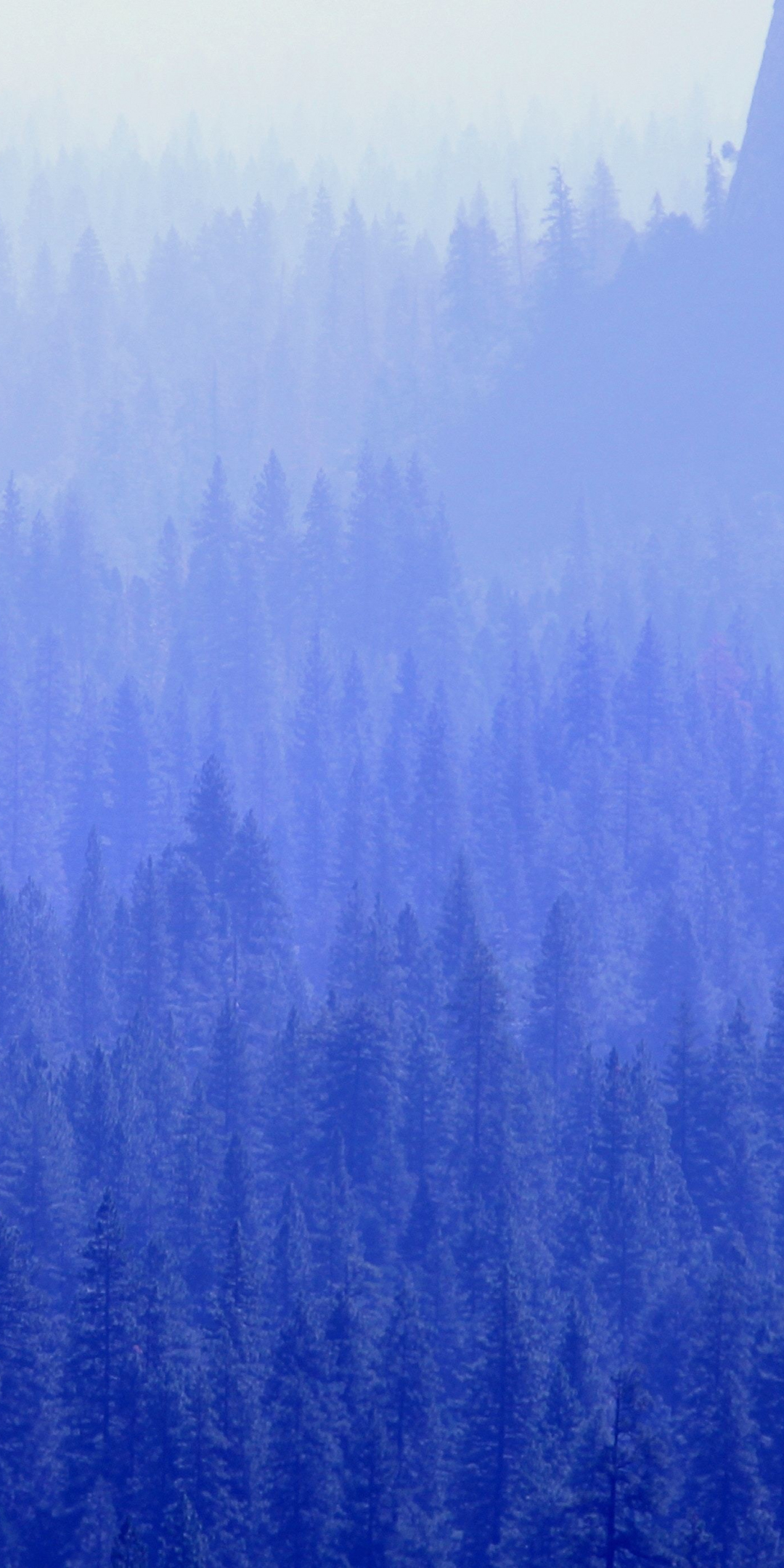 Pine trees, forest, blue, 1080x2160 wallpaper