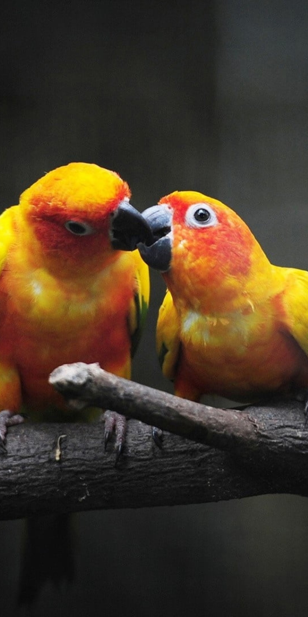 Parrot pair, kiss, birds, 1080x2160 wallpaper