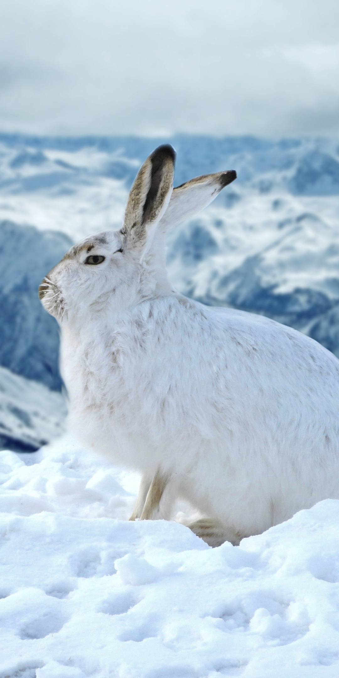 Bunny, rabbit, animal, winter, outdoor, 1080x2160 wallpaper
