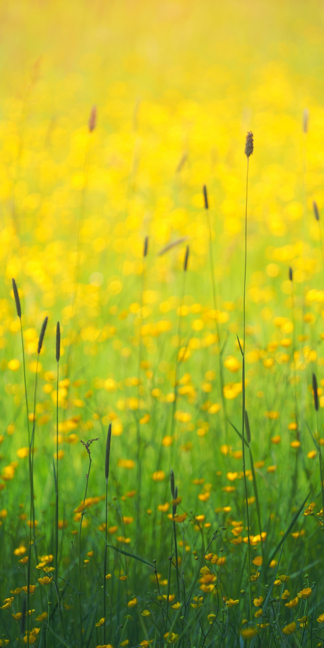 Flowers field, yellow flowers, plants, meadow, 1080x2160 wallpaper