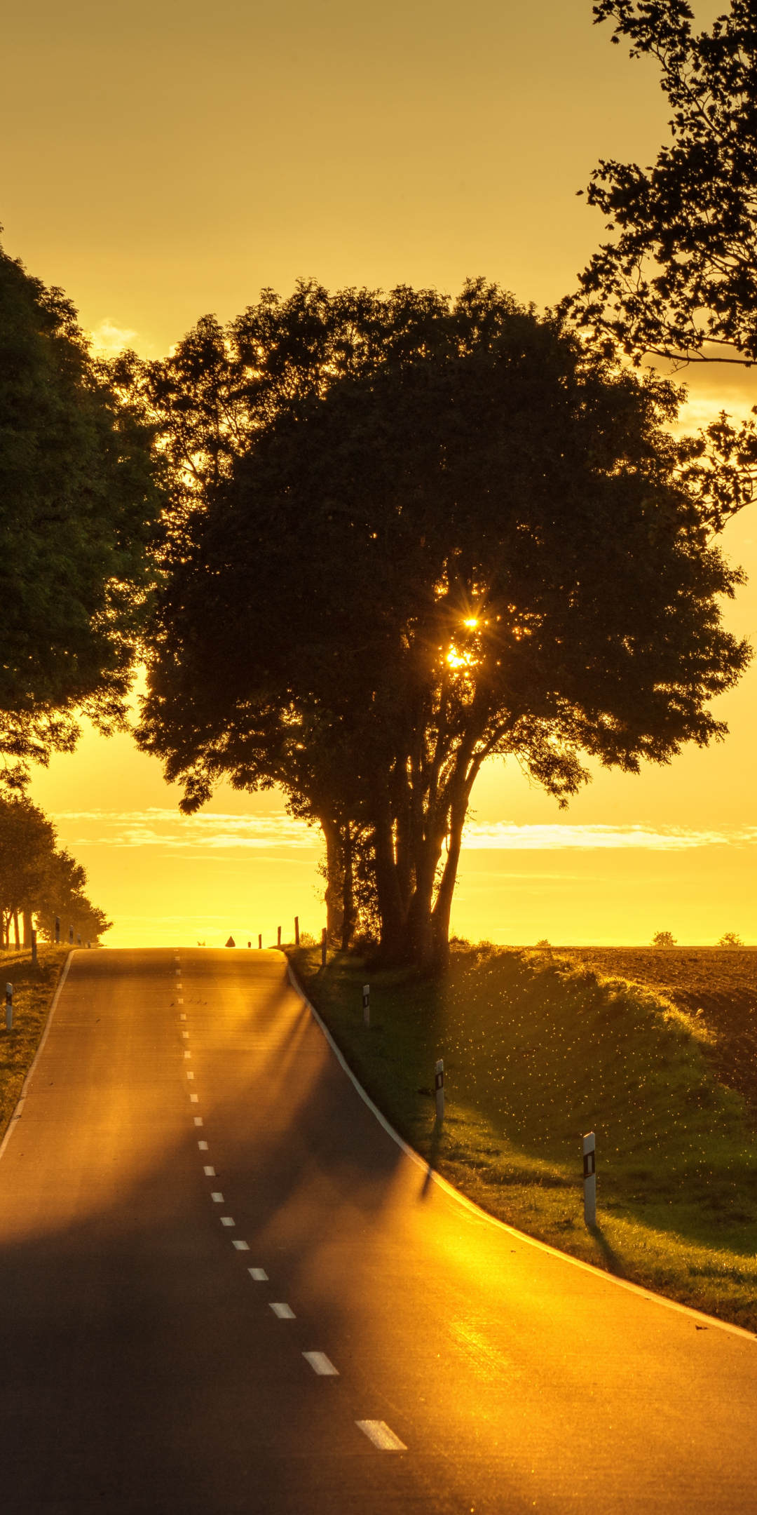 Road, sunset, tree, landscape, 1080x2160 wallpaper