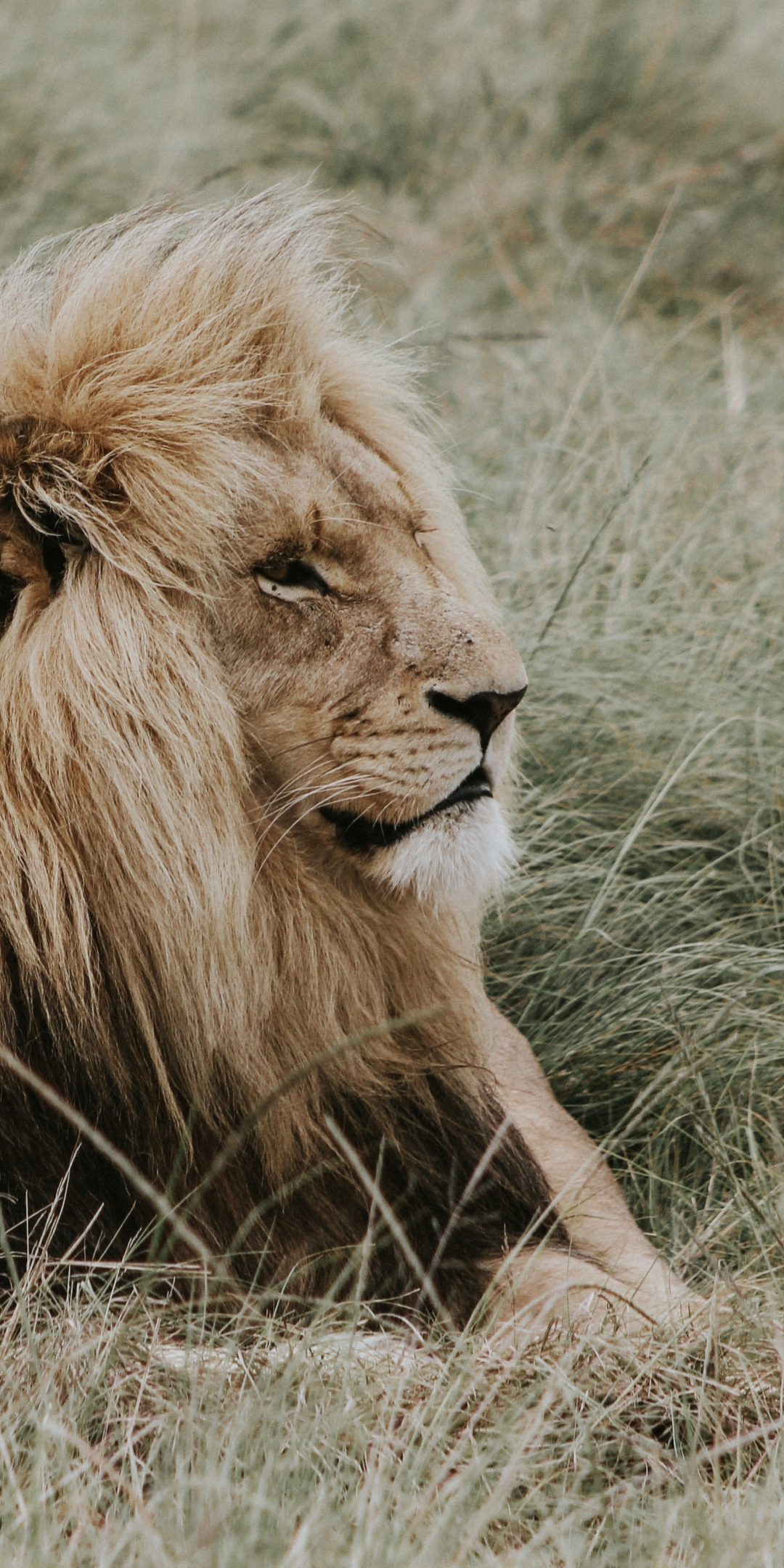 Lion, relaxed, predator, outdoor, 1080x2160 wallpaper