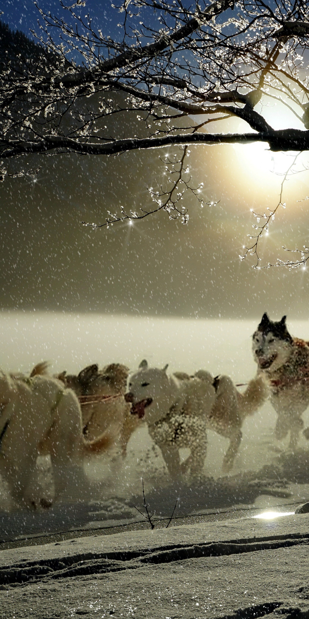 Dogs, run, winter, outdoor, 1080x2160 wallpaper