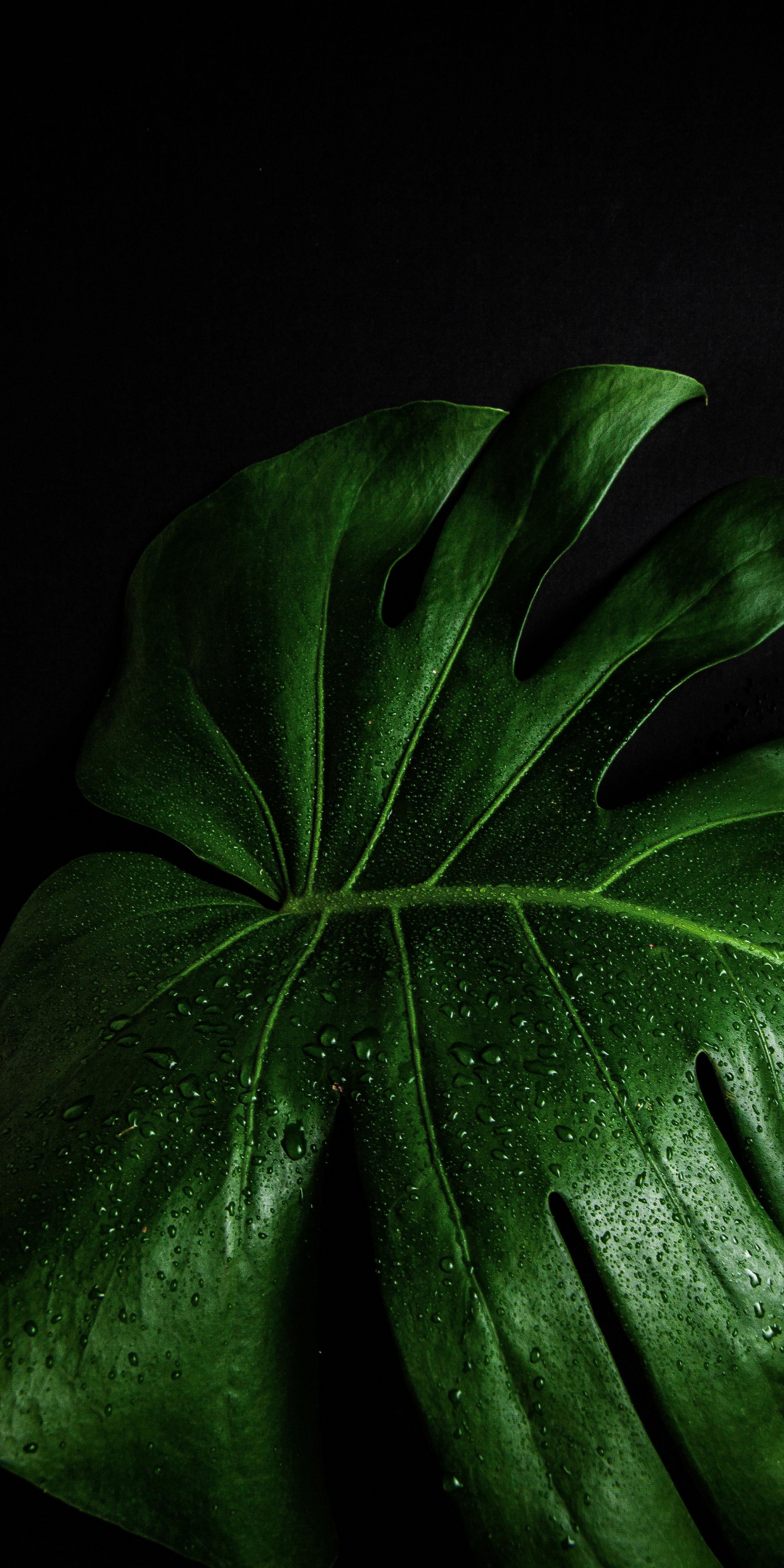 Monstera deliciosa, close up, leaf, 1080x2160 wallpaper