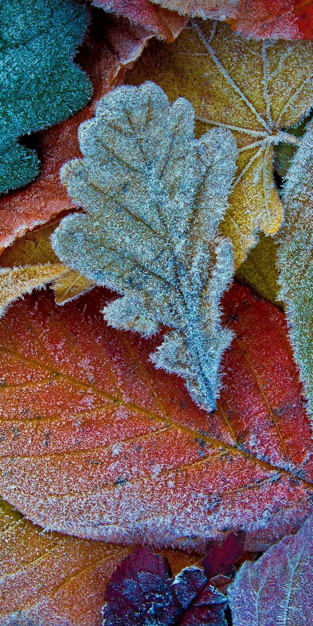 Colorful leaves, autumn, frost, 1080x2160 wallpaper