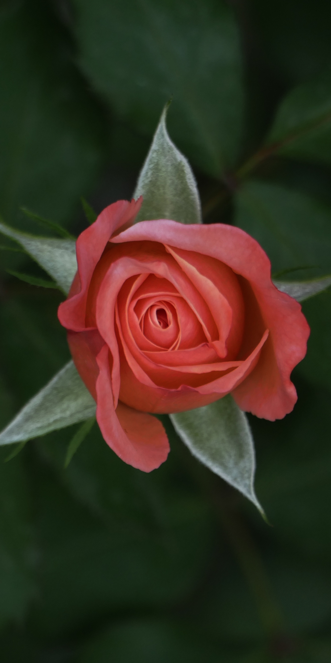 Rose flower, lone, single, 1080x2160 wallpaper