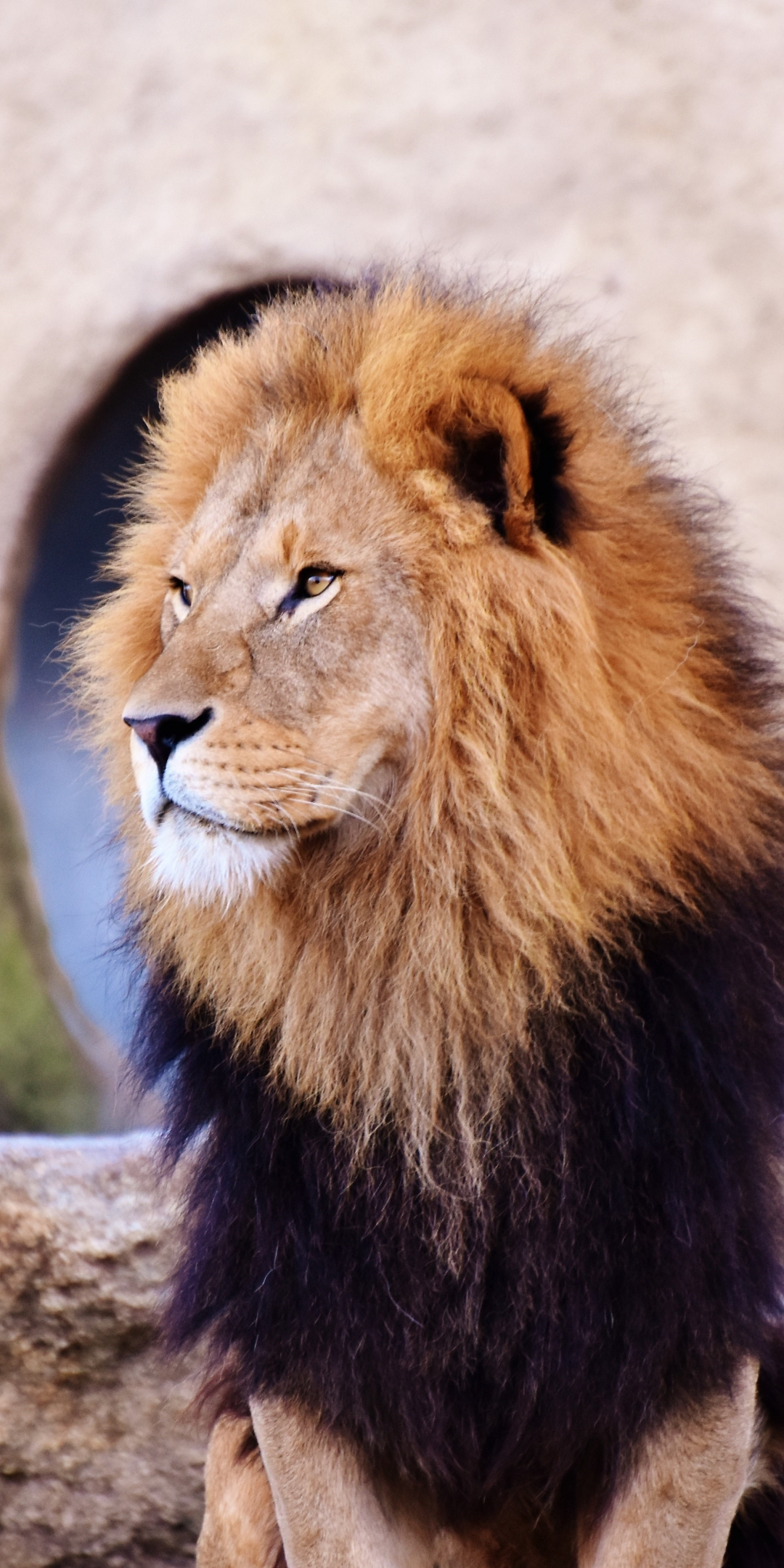 Mighty, lion, predator, calm, fur, 1080x2160 wallpaper