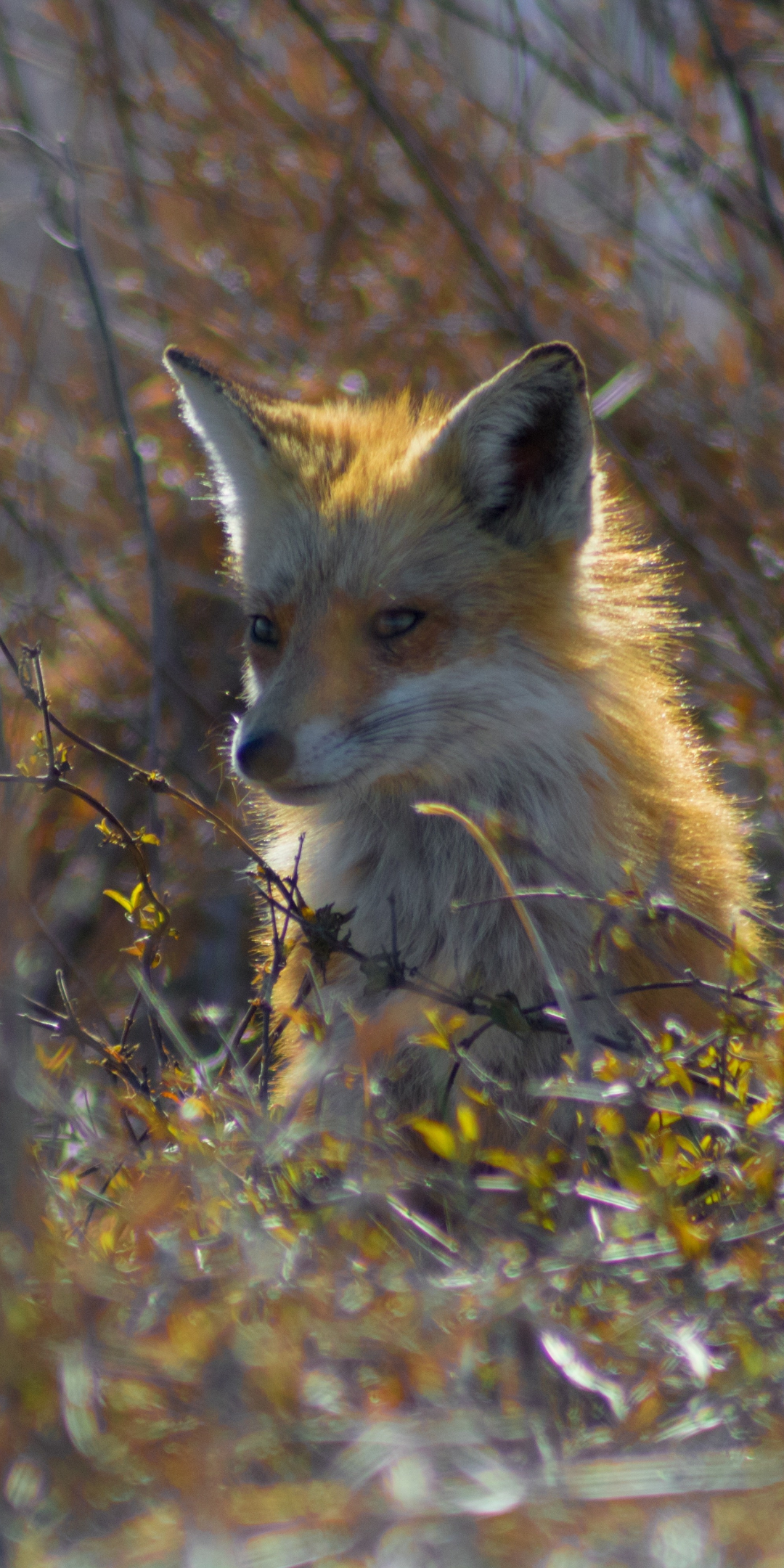 Fox, animal, predator, outdoor, 1080x2160 wallpaper