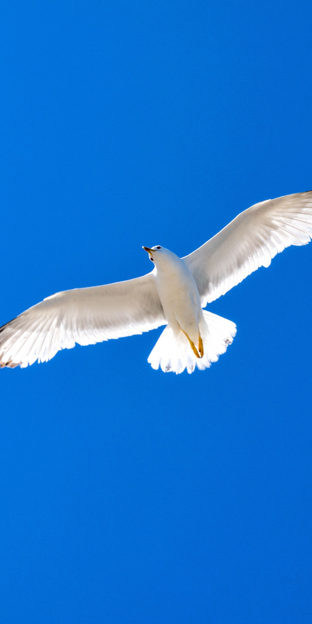 White bird, seagull, blue sky, 1080x2160 wallpaper