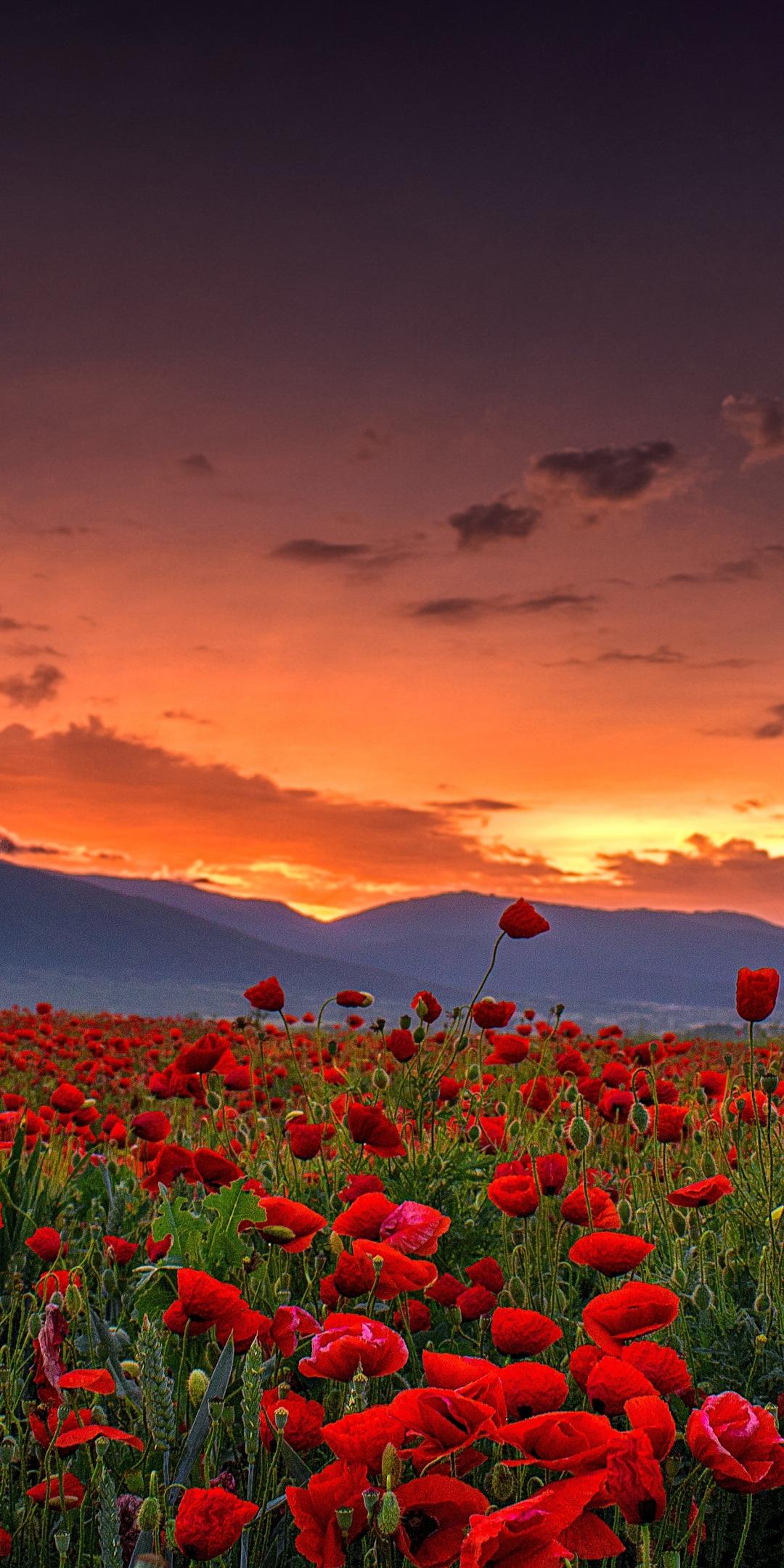 Poppy farm, sunset, landscape, nature, 1080x2160 wallpaper