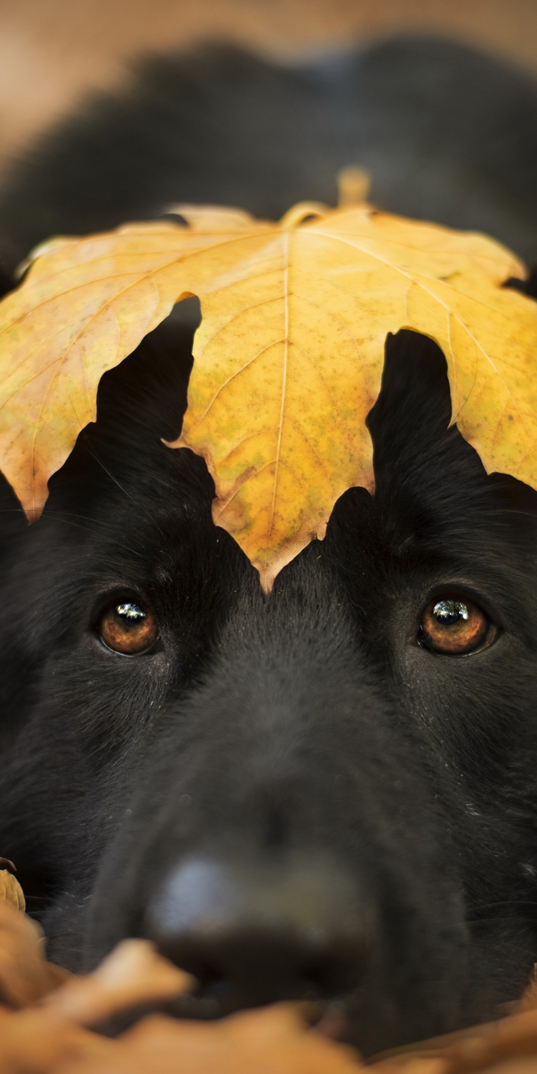 Dog and autumn, cute stare, close up, 1080x2160 wallpaper