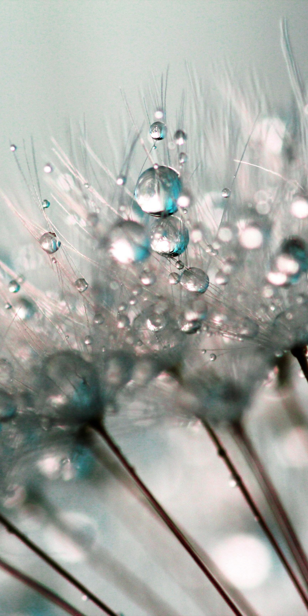 Close up, drops, dandelion, 1080x2160 wallpaper