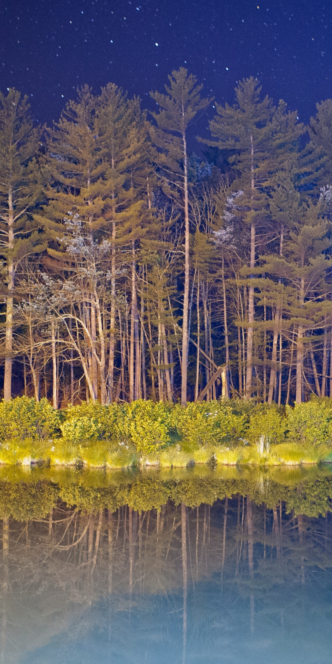 Download Forest Lake Reflection Android Stock Tree 1080x2160