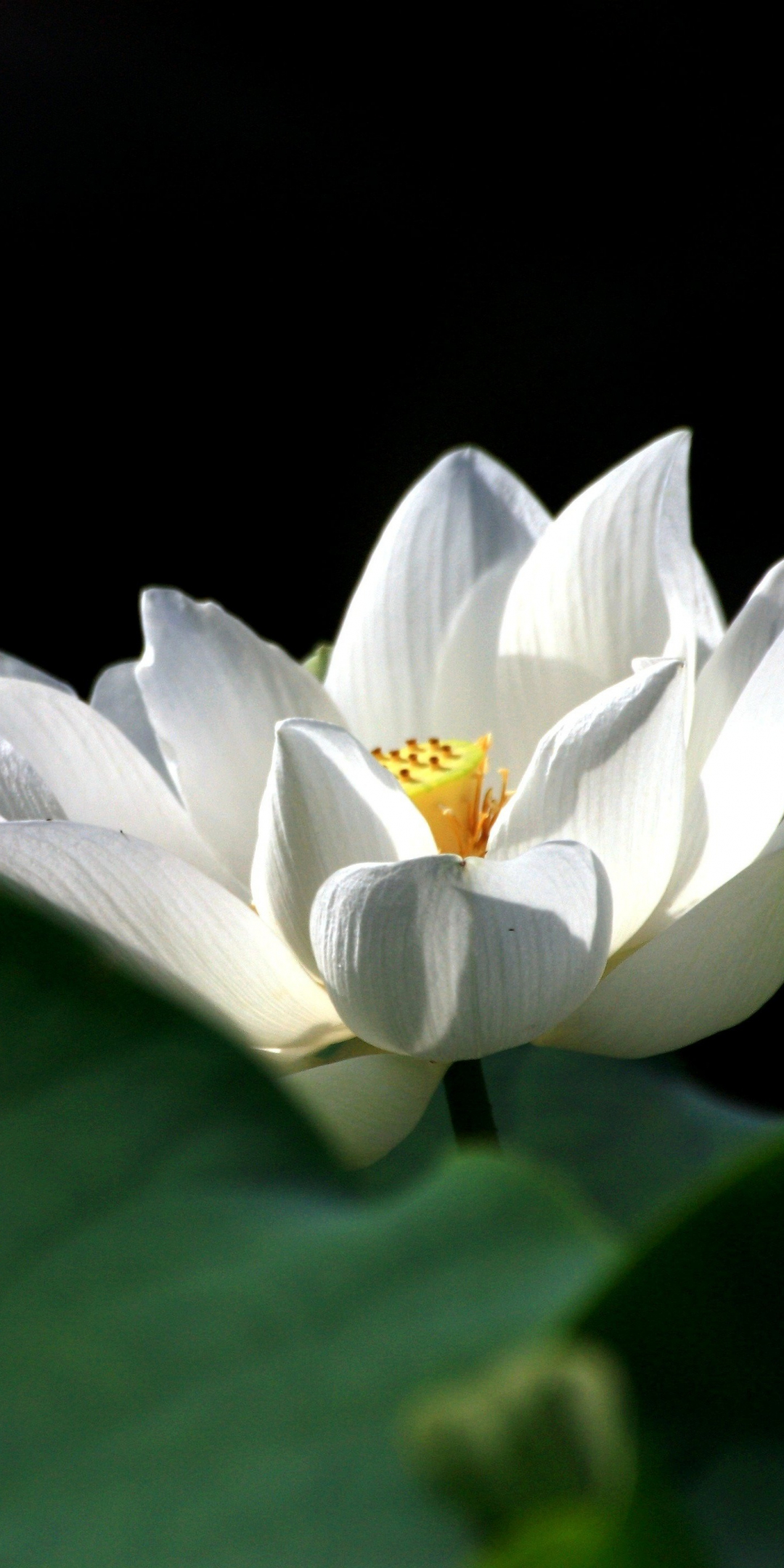 White, portrait, flower, lotus, 1080x2160 wallpaper