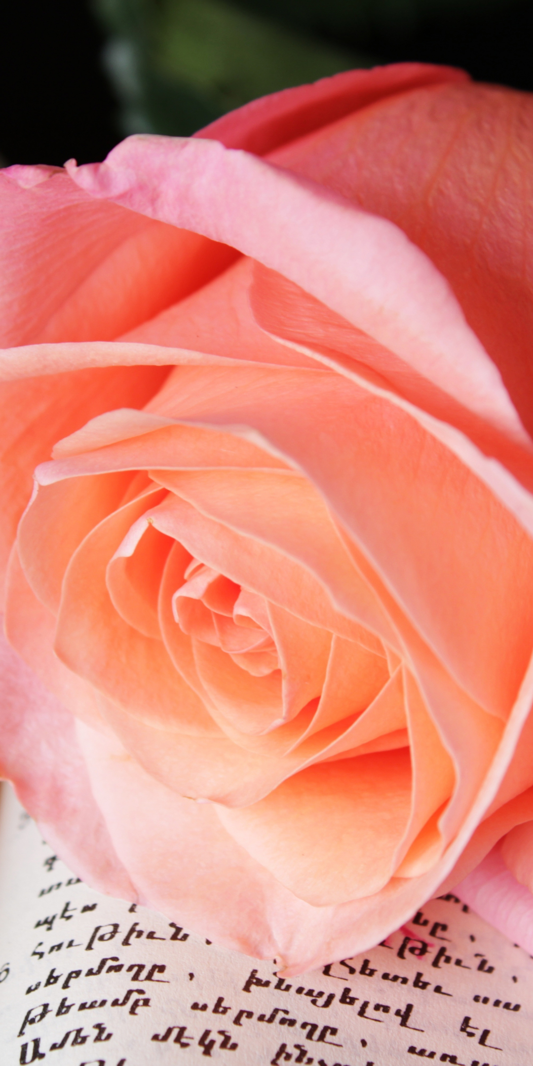 Close up, rose pink, adorable flower, 1080x2160 wallpaper