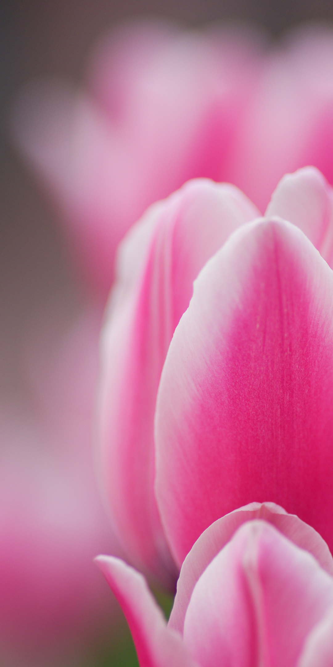 Flower, tulip, pink flower, macro, 1080x2160 wallpaper