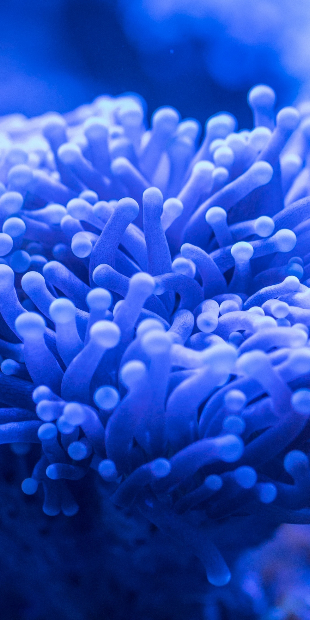 Blue coral, plants, underwater, 1080x2160 wallpaper