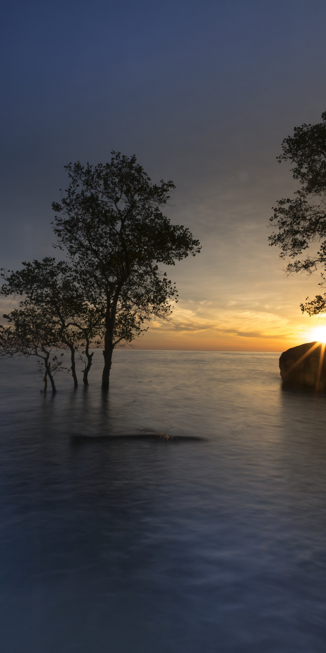 Mangrove, trees, sunset, sea, skyline, 1080x2160 wallpaper