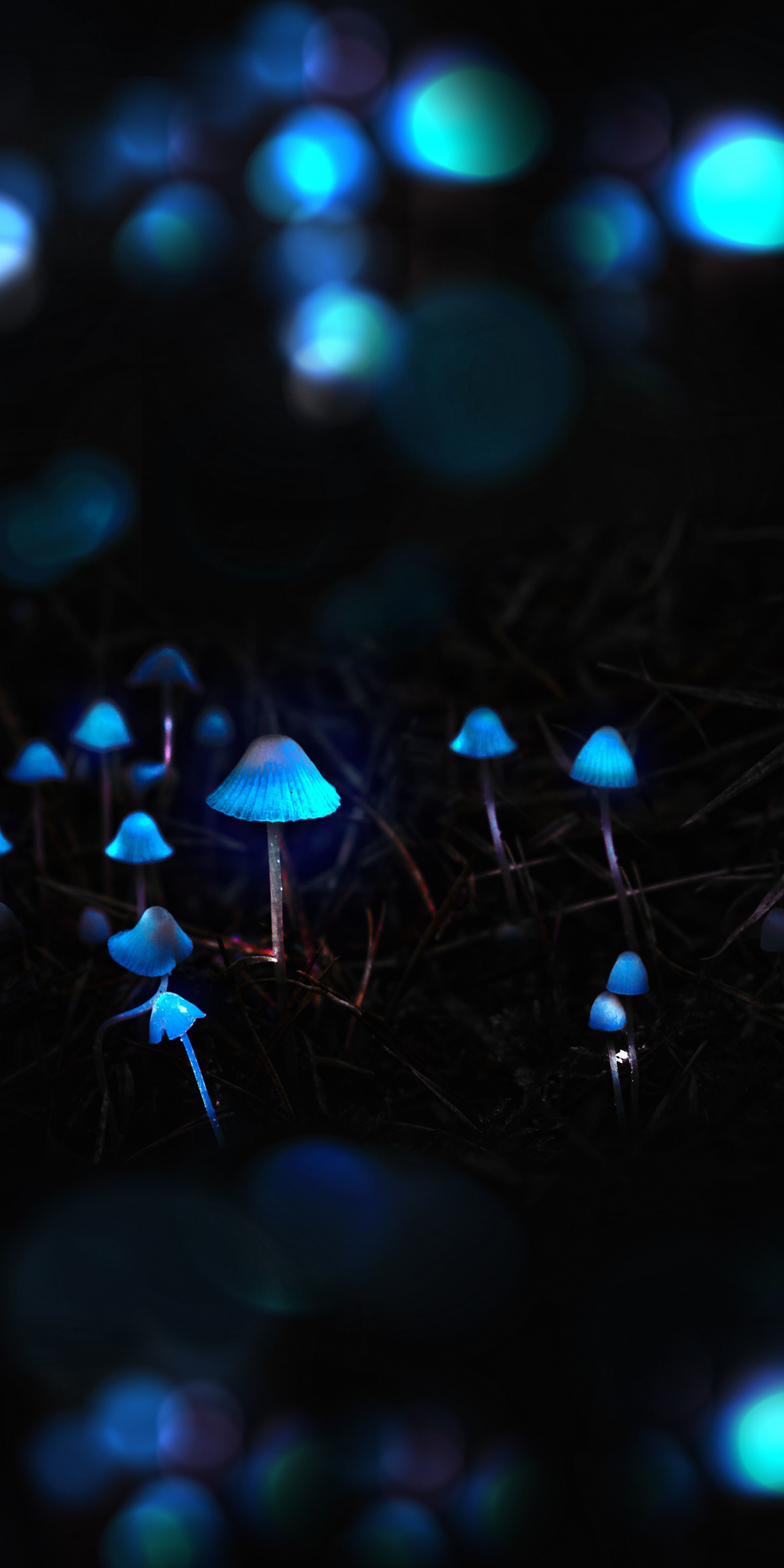 Mushrooms, toadstools, portrait, blue glow, 1080x2160 wallpaper