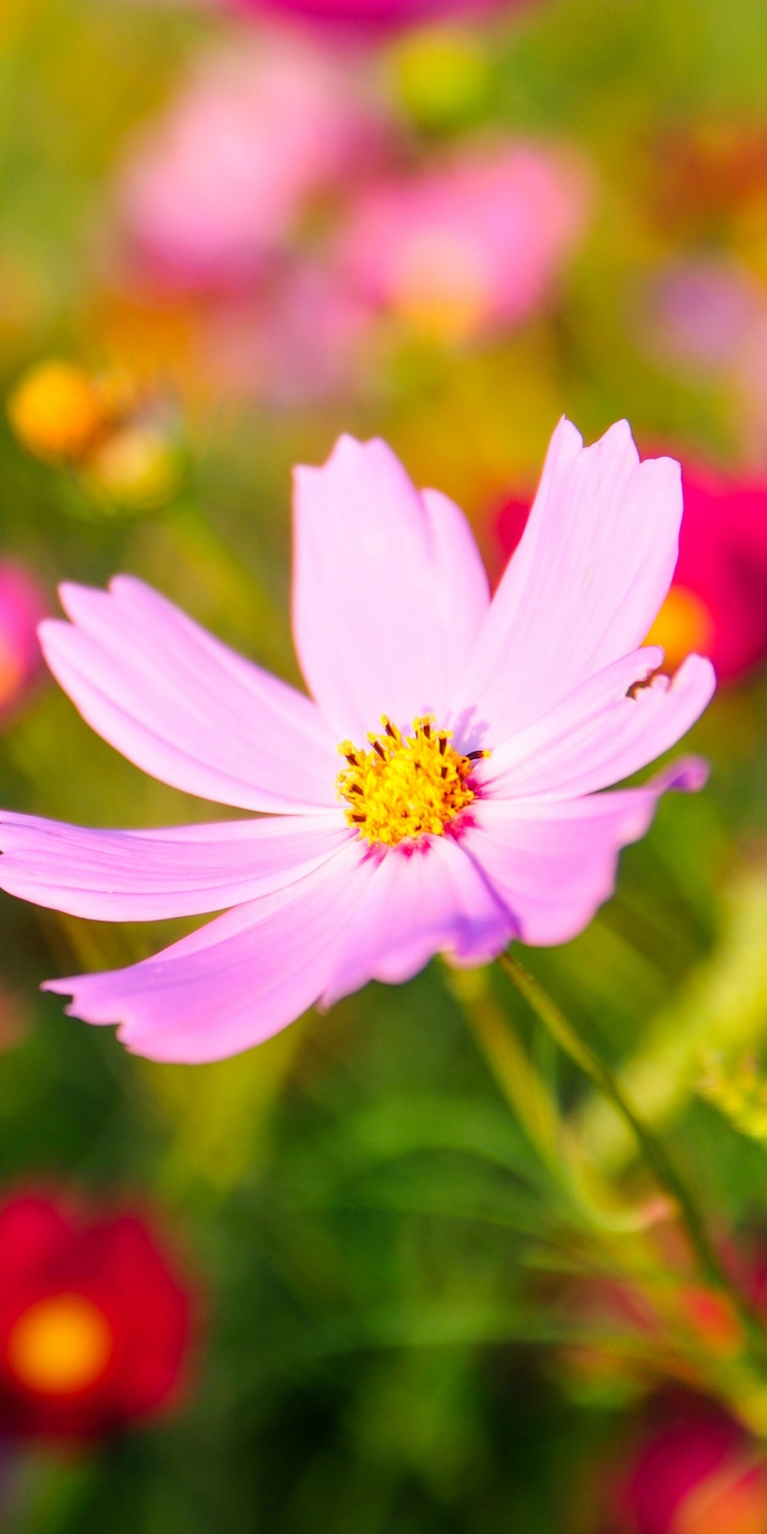 Cosmos, pink flower, blur, bloom, 1080x2160 wallpaper