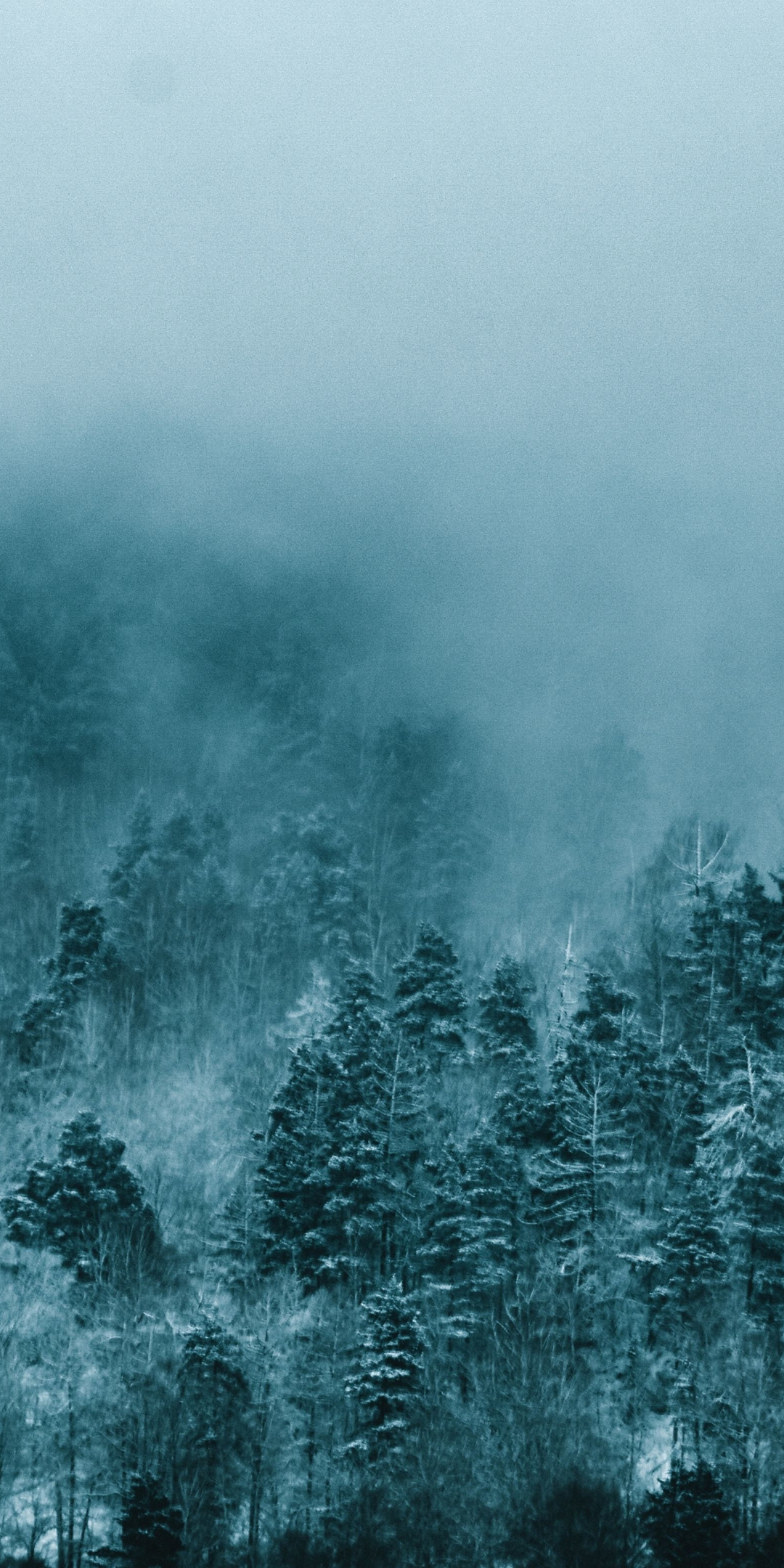Fog, dense forest, dense and dardk, nature, 1080x2160 wallpaper