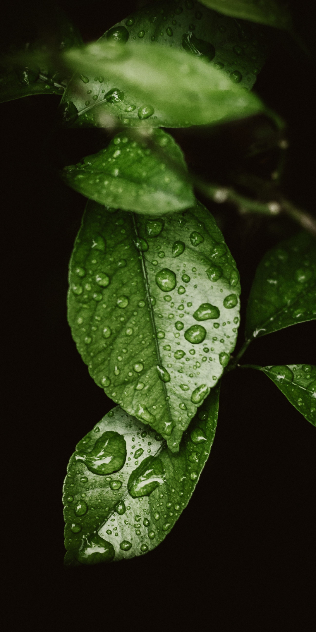 Drops on leaf, macro, 1080x2160 wallpaper