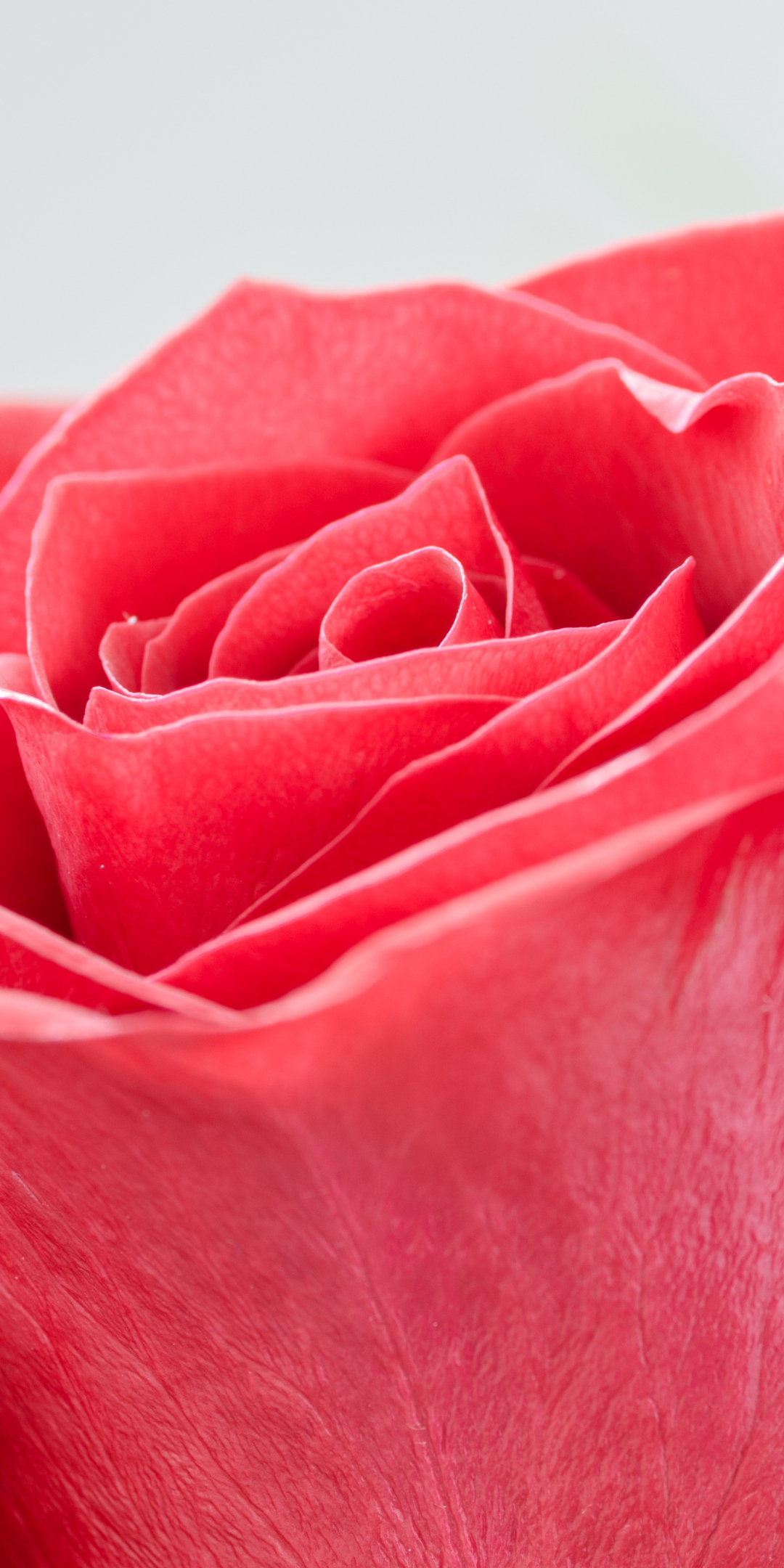 Red rose, flower, close up, bud, 1080x2160 wallpaper
