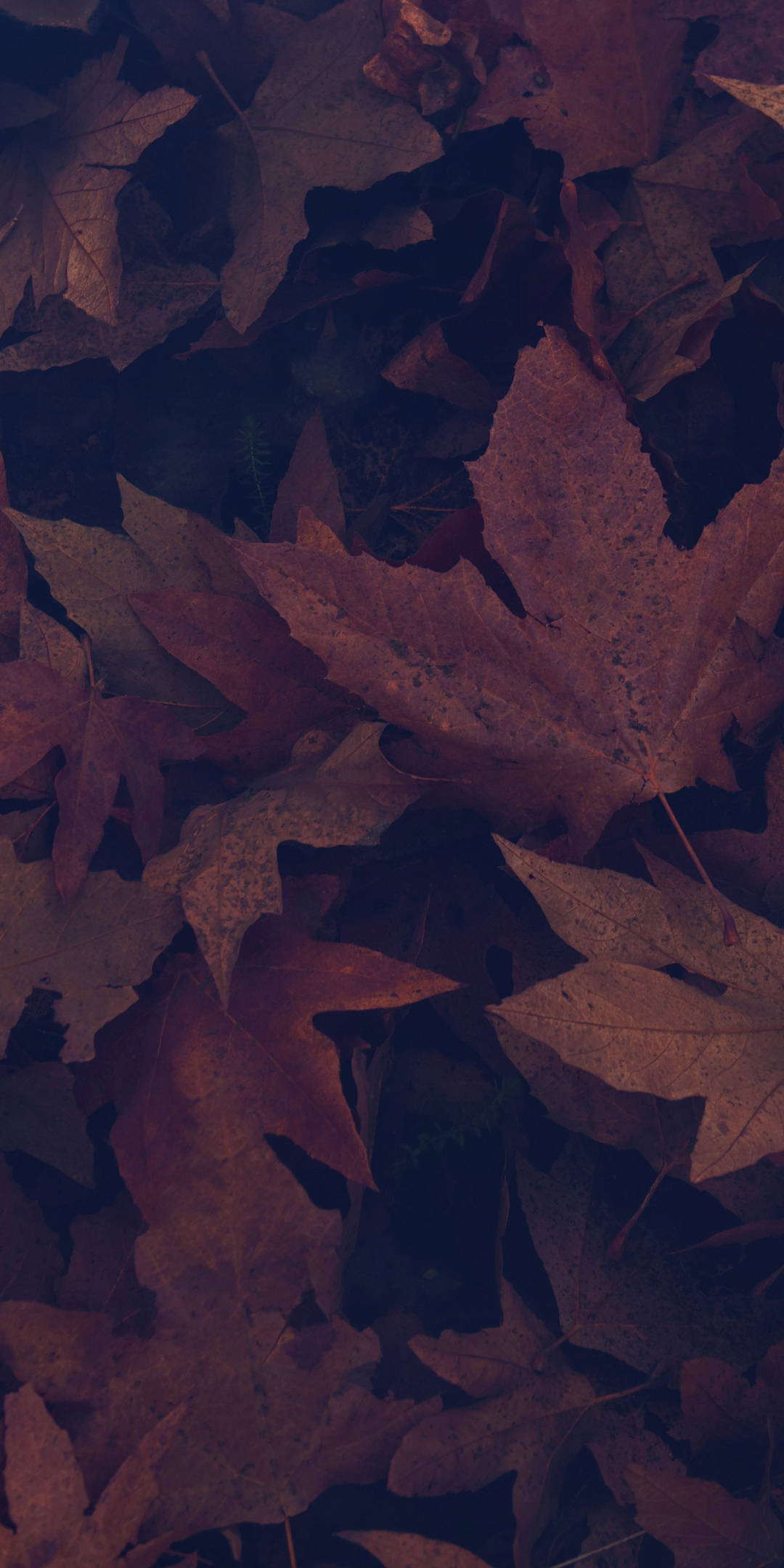 Dark, portrait, maple leaves, autumn, 1080x2160 wallpaper