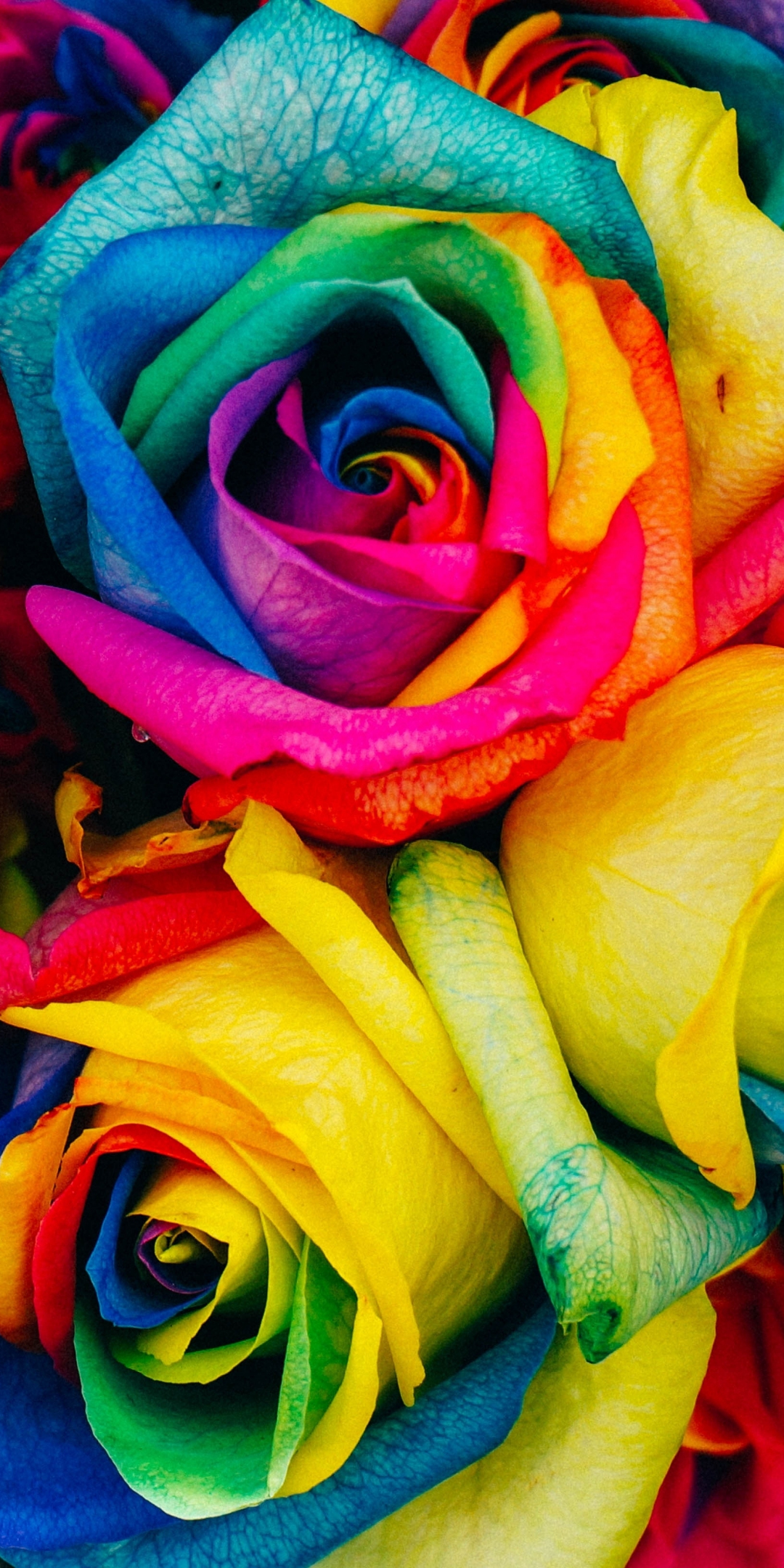 Colorful roses, decoration bouquet, close-up, 1080x2160 wallpaper