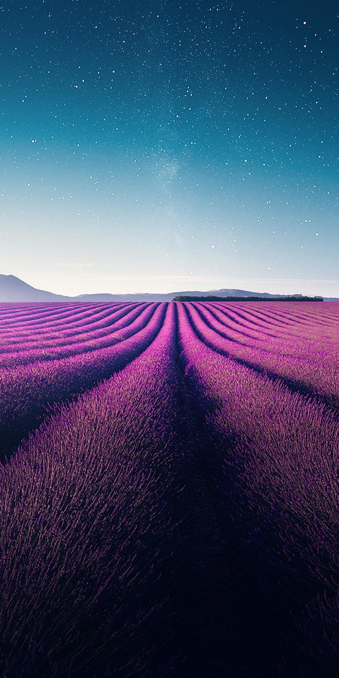 Farm, violet flowers, landscape, lavender, nature, 1080x2160 wallpaper