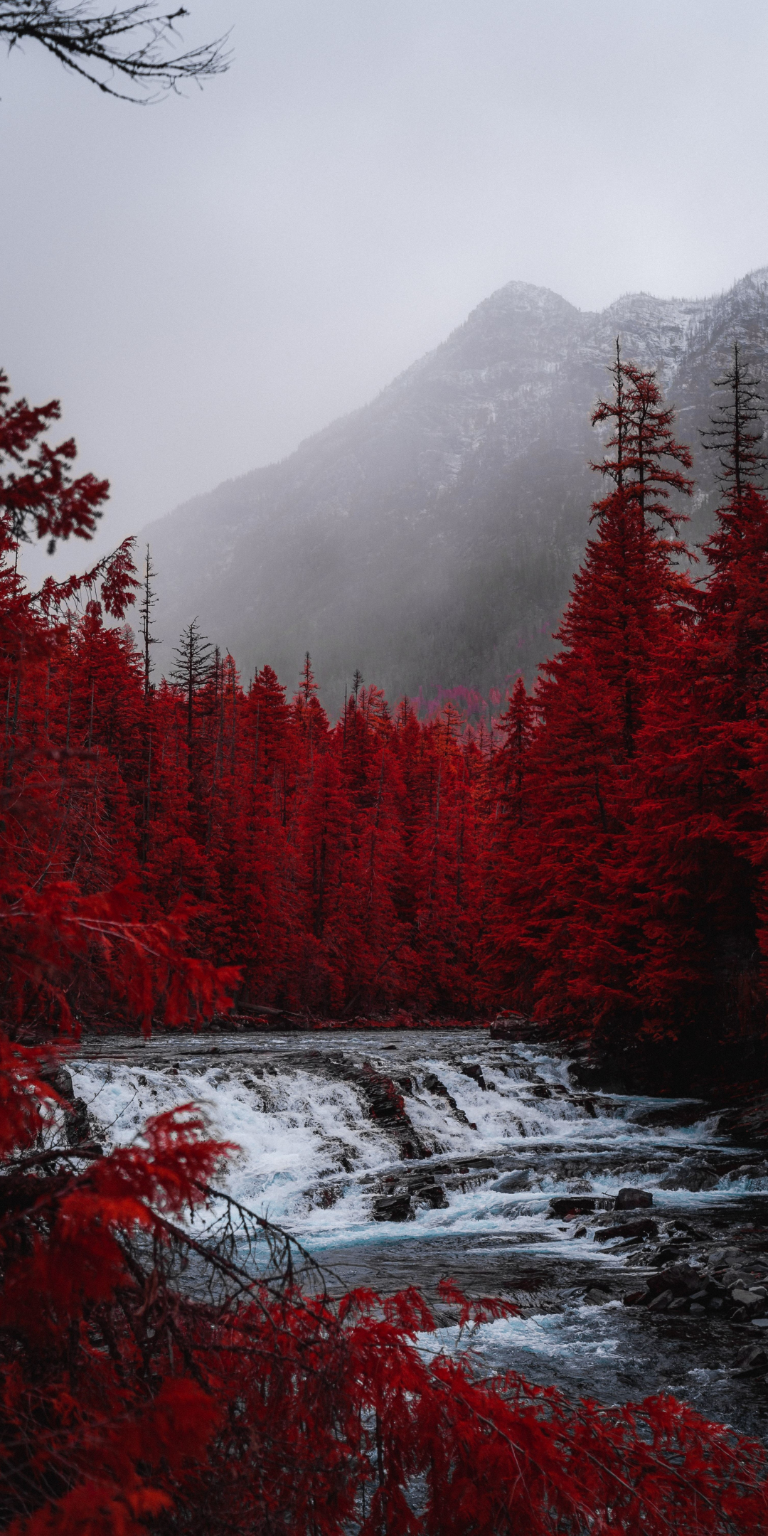Red forest, tree, stream, nature, 1080x2160 wallpaper